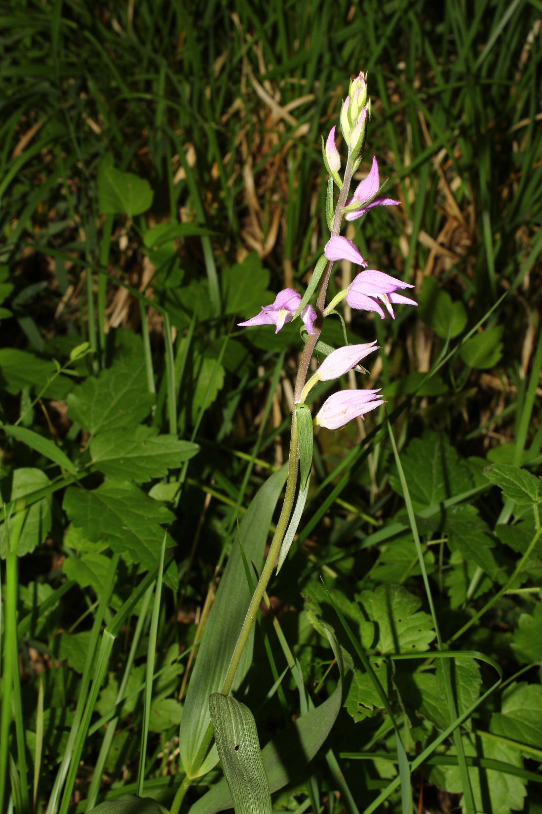 Orchidee in Val Graveglia (GE)